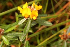 Pultenaea myrtoides