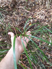 Cyperus filipes