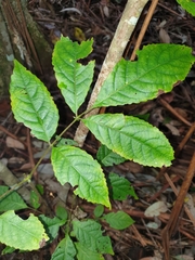 Ackama paniculosa