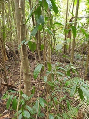 Planchonella australis