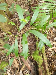 Carronia multisepalea