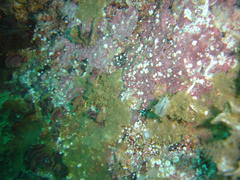 Polycera capensis