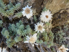 Castroviejoa frigida