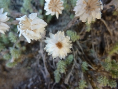 Castroviejoa frigida