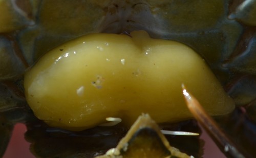 Crab-hacker barnacle, photo 3 of 10