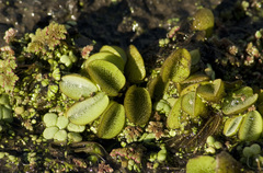 Salvinia auriculata