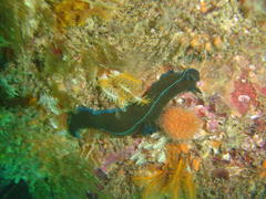Tambja capensis