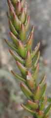 Struthiola rigida