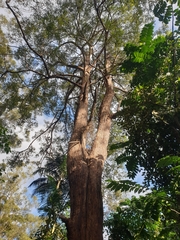 Eucalyptus microcorys