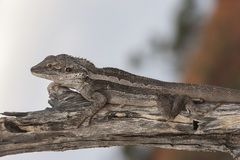 Amphibolurus centralis