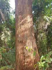 Eucalyptus microcorys