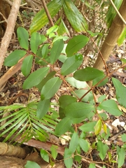 Pilidiostigma glabrum