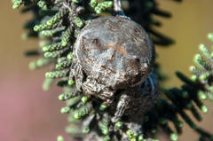 Caerostris corticosa