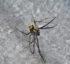 Mimetidae
