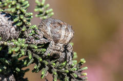 Caerostris corticosa