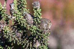 Caerostris corticosa