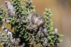 Caerostris corticosa