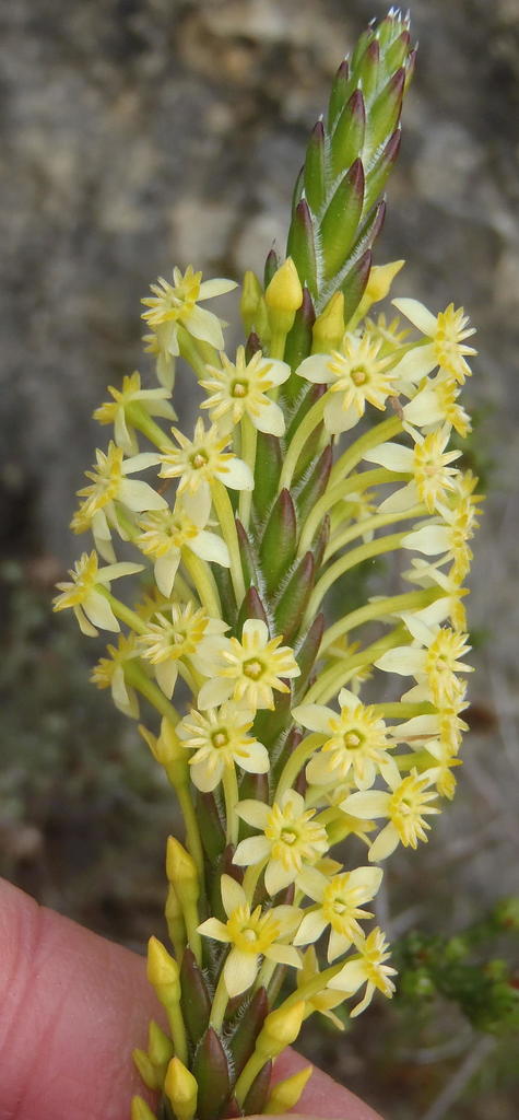 Struthiola rigida