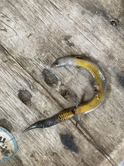 Hemiergis talbingoensis