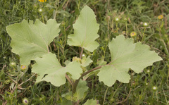 Xanthium cavanillesii