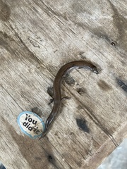 Hemiergis talbingoensis