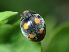 Platynaspis capicola