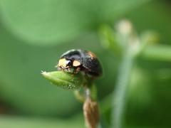 Platynaspis capicola