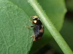 Platynaspis capicola