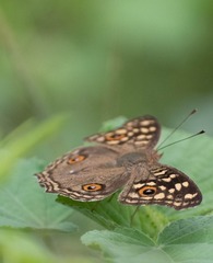 Junonia lemonias