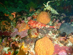 Chelidonichthys capensis