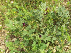Vicia narbonensis