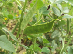 Vicia narbonensis