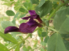 Vicia narbonensis