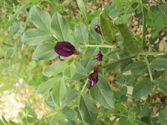 Vicia narbonensis