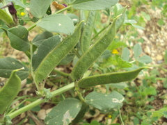 Vicia narbonensis