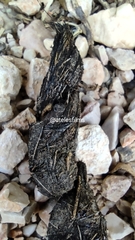 Vulpes vulpes silacea