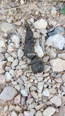 Vulpes vulpes silacea