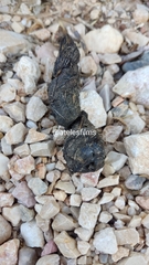 Vulpes vulpes silacea