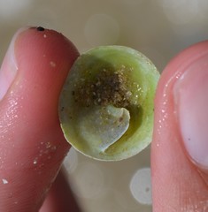 Calyptraea chinensis