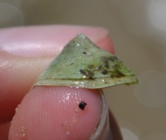 Calyptraea chinensis