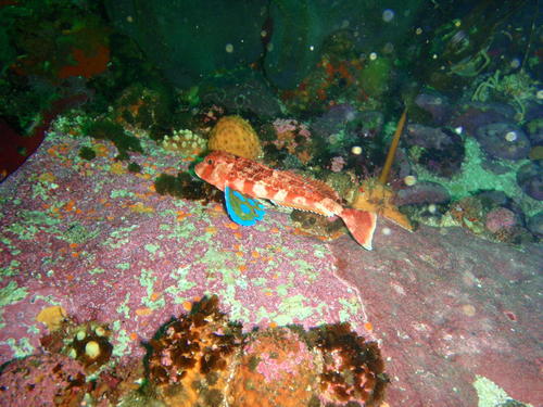 Cape gurnard