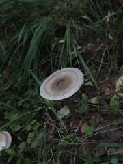 Amanita umbrinolutea
