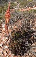 Aloe melanacantha