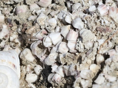 Balanus amphitrite saltonensis