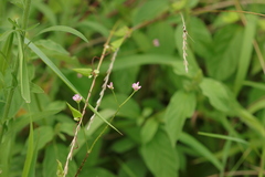 Persicaria senticosa