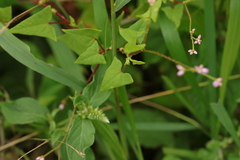 Persicaria senticosa