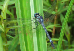 Hylaeothemis apicalis
