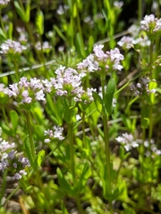 Plectritis ciliosa