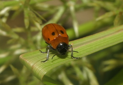 Coptocephala pallens