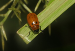 Coptocephala pallens